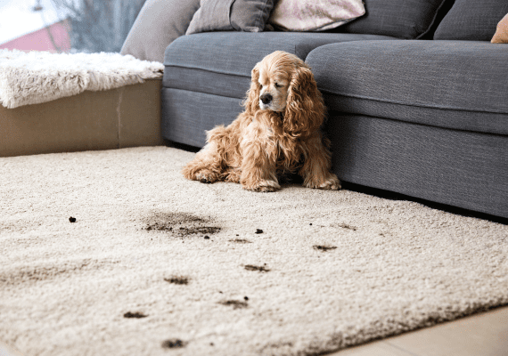 Tab Carpet & Upholstery - Santa Fe Floor Care